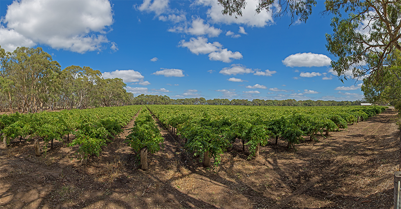 Heartland Wines Vineyard